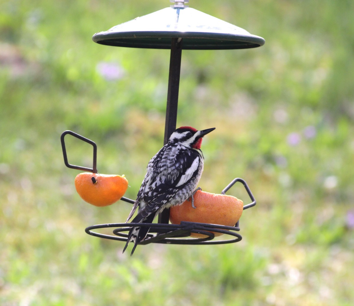 Yellow-bellied Sapsucker - Marc North