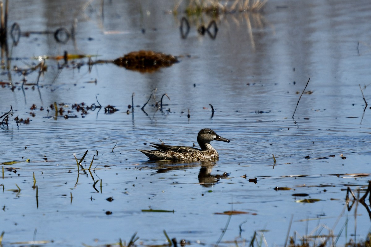 Blue-winged Teal - ML618570543