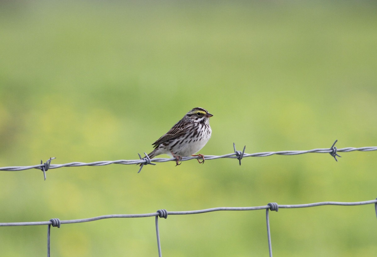 Savannah Sparrow - Marc North