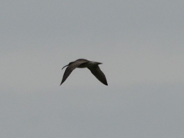 Eurasian Curlew - ML618570575