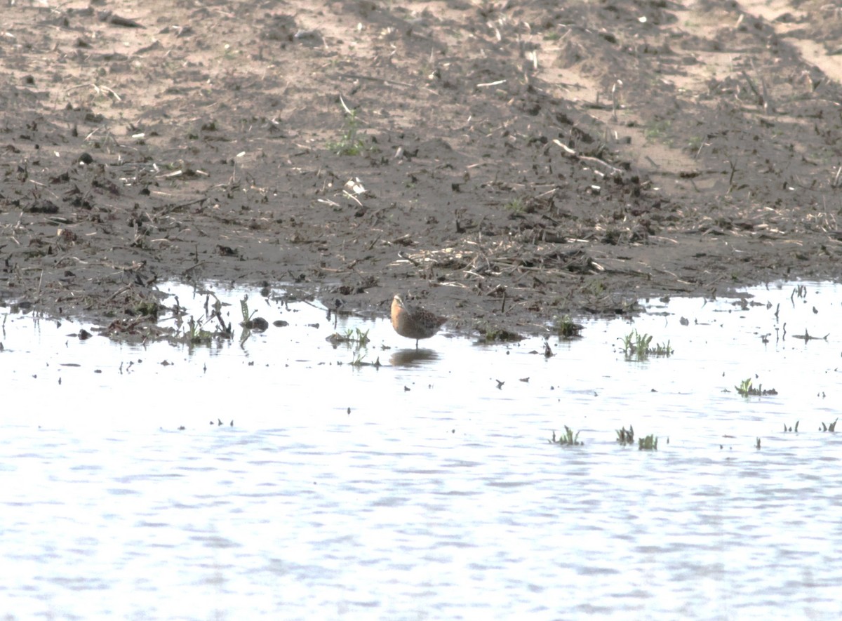 Short-billed Dowitcher - ML618570595