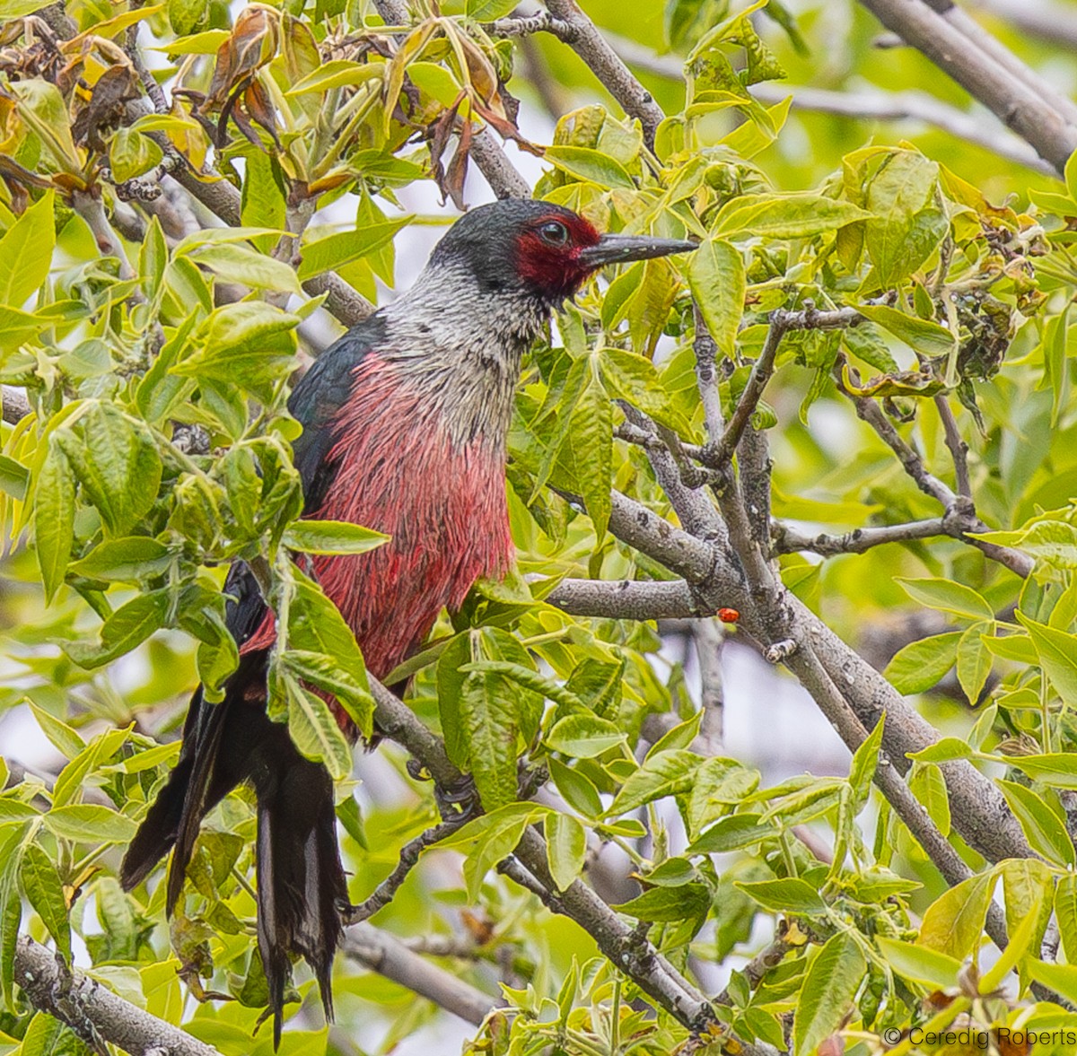 Lewis's Woodpecker - ML618570608