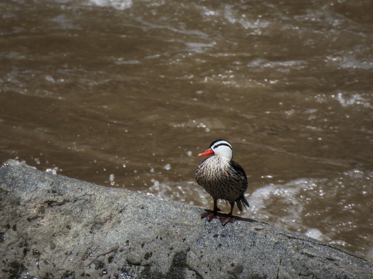 Torrent Duck - Fabricio Aguirre