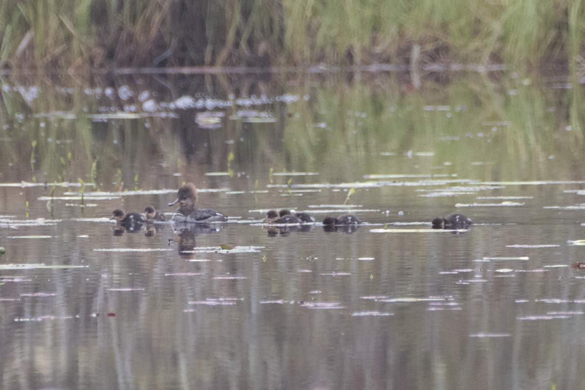 Hooded Merganser - ML618570657