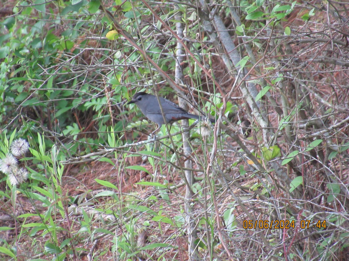 Gray Catbird - Glenn Ousset