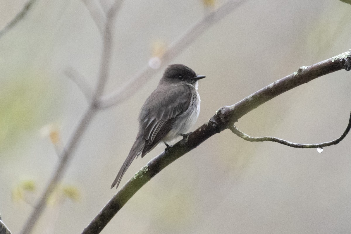 Eastern Phoebe - James Hatfield