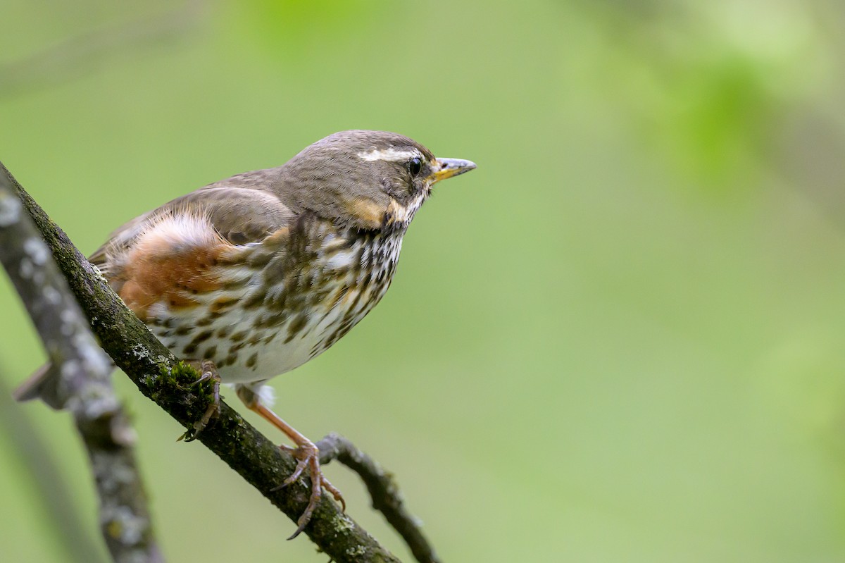 Redwing - Sonu Lukose