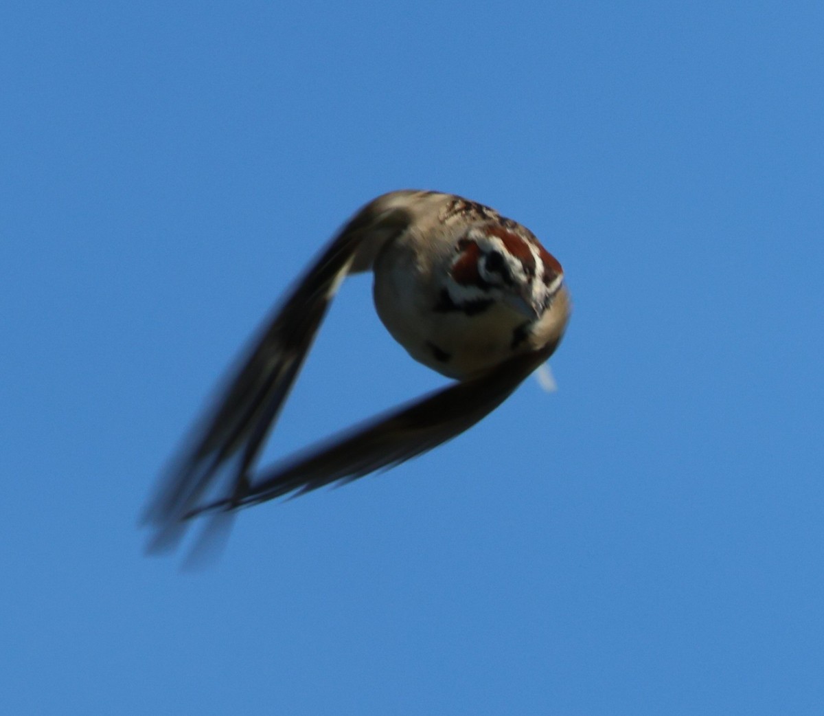 Lark Sparrow - Vince Folsom