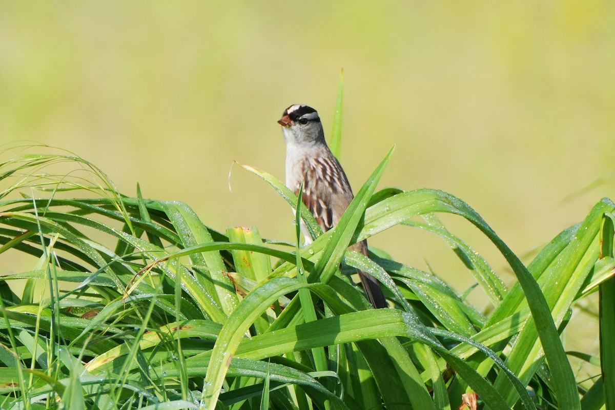 White-crowned Sparrow - Maneesh Rajvanshi