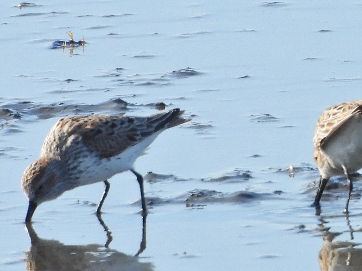 Western Sandpiper - ML618570767