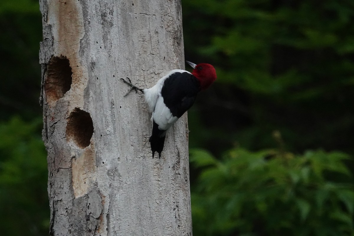 Red-headed Woodpecker - ML618570794