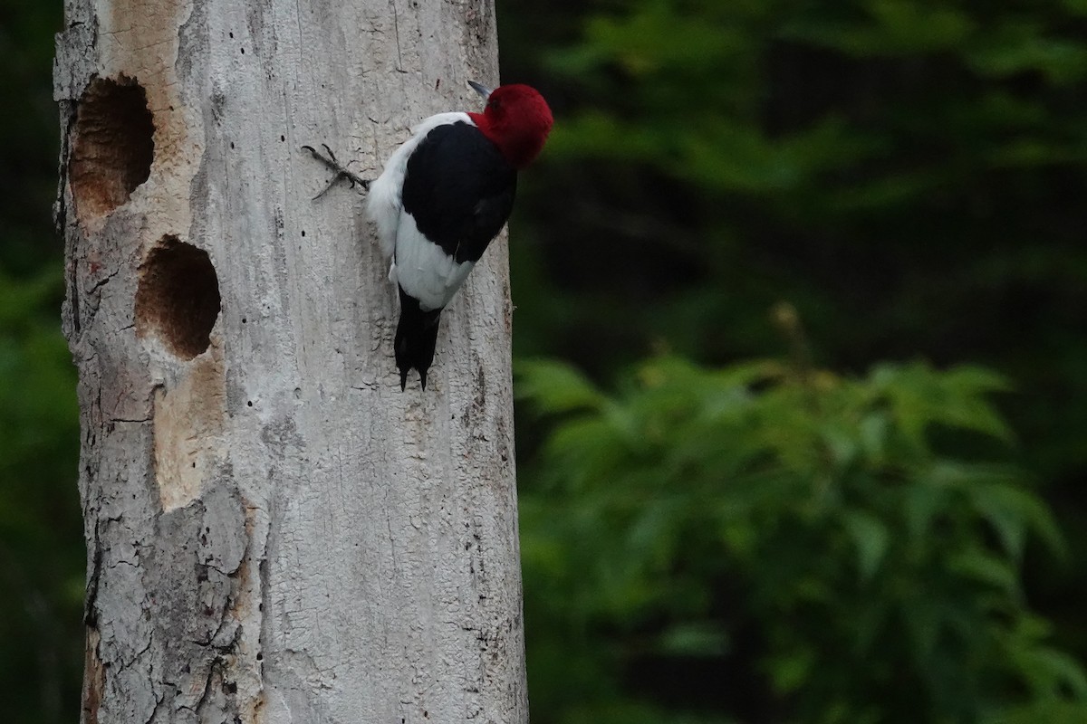 Red-headed Woodpecker - ML618570795