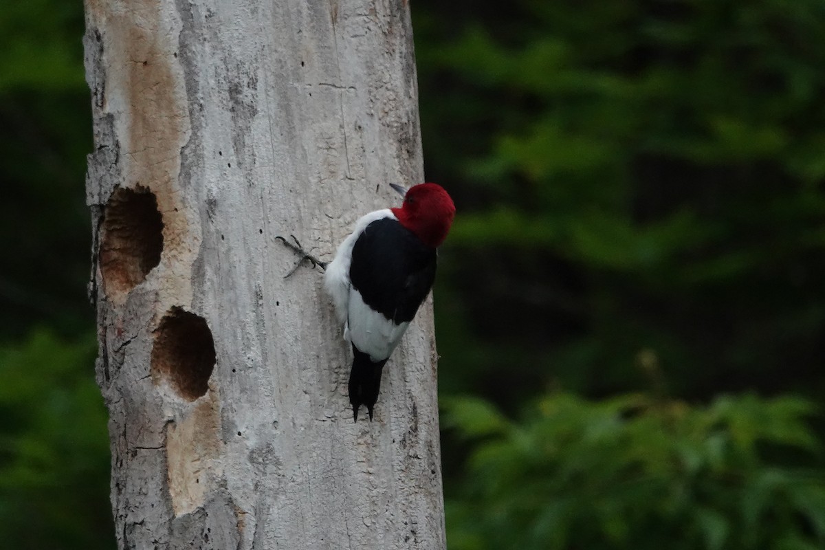 Red-headed Woodpecker - ML618570796