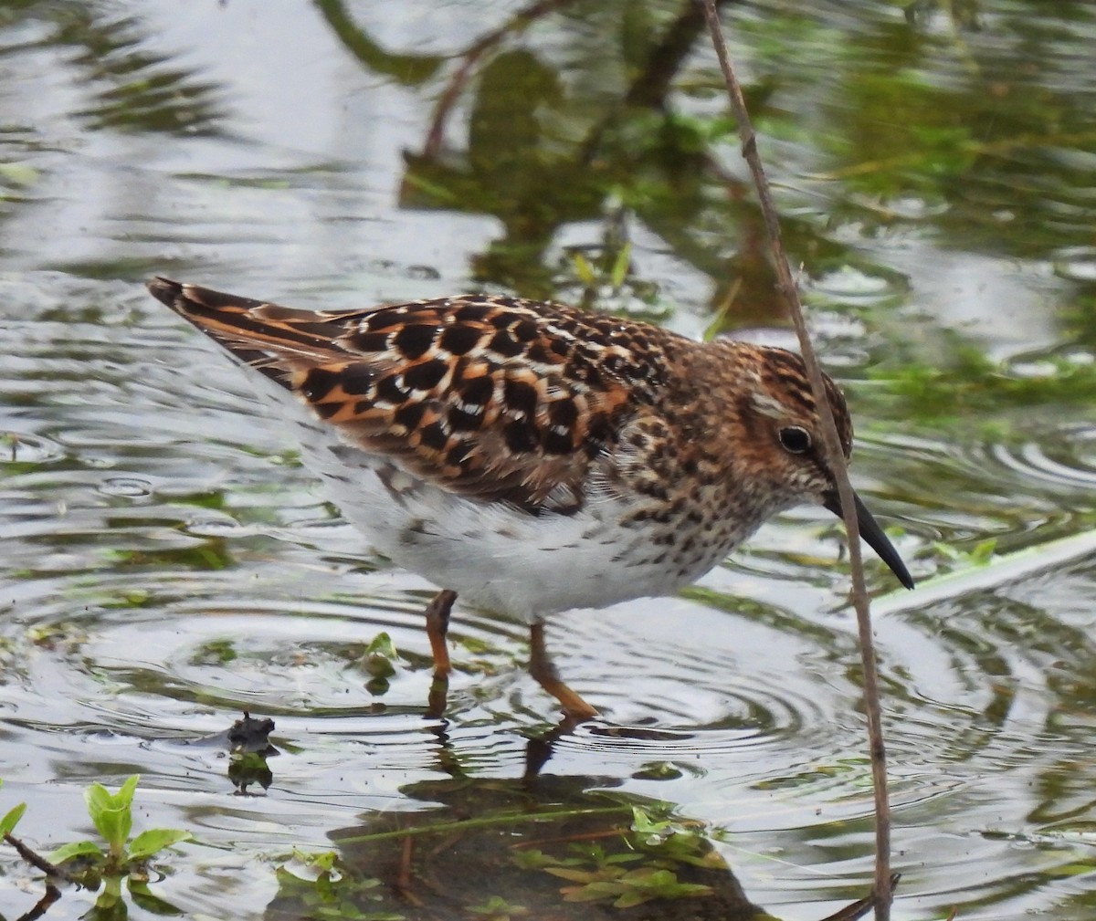 Least Sandpiper - Rick Bennett