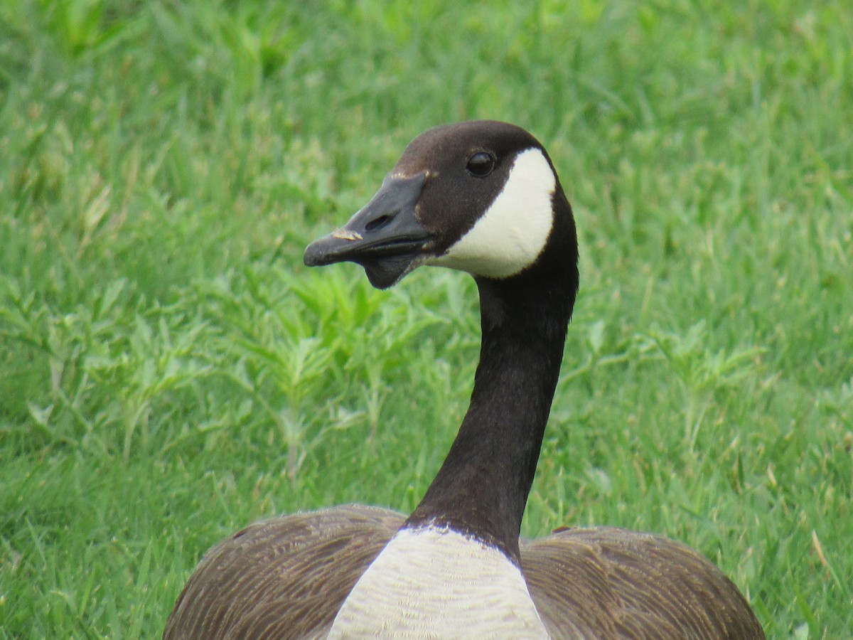 Canada Goose - Elizabeth & Tim Pratt