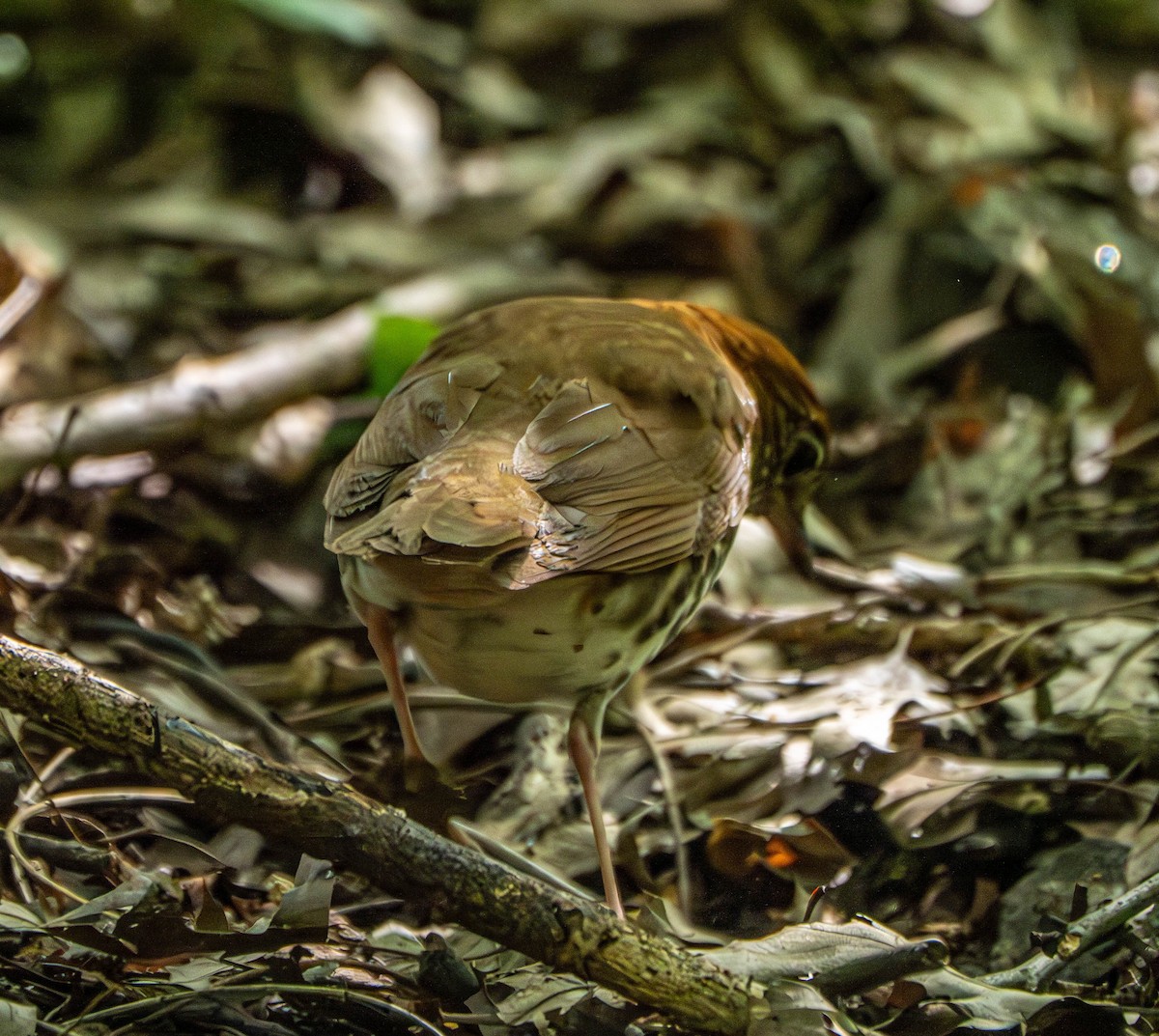 Wood Thrush - Gerald McGee