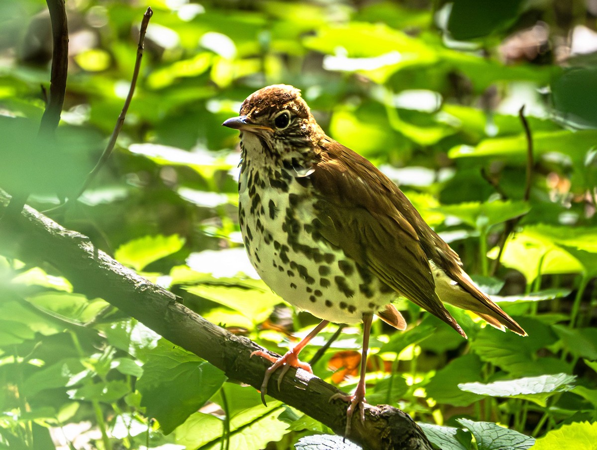 Wood Thrush - ML618570814