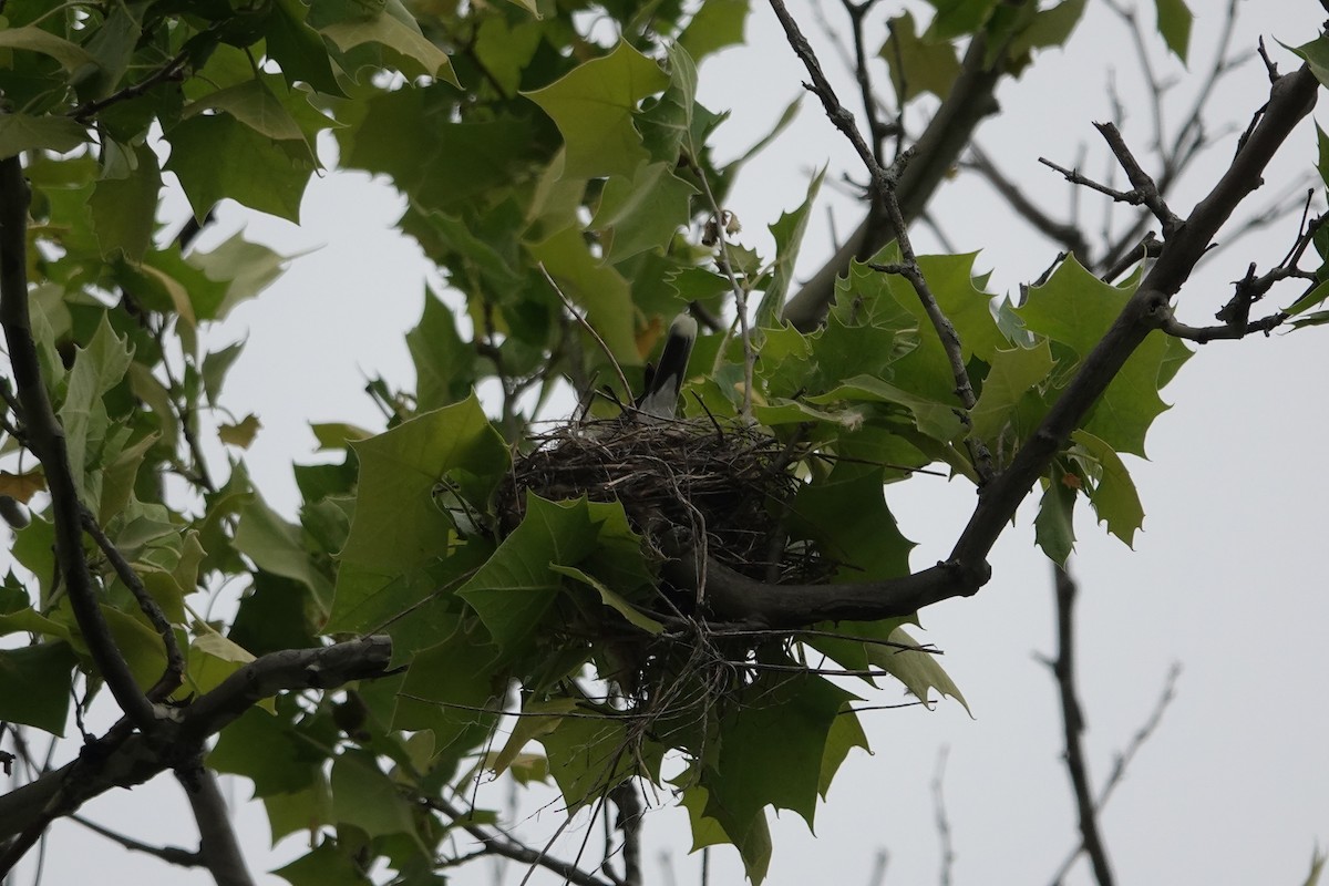 Eastern Kingbird - Lottie Bushmann