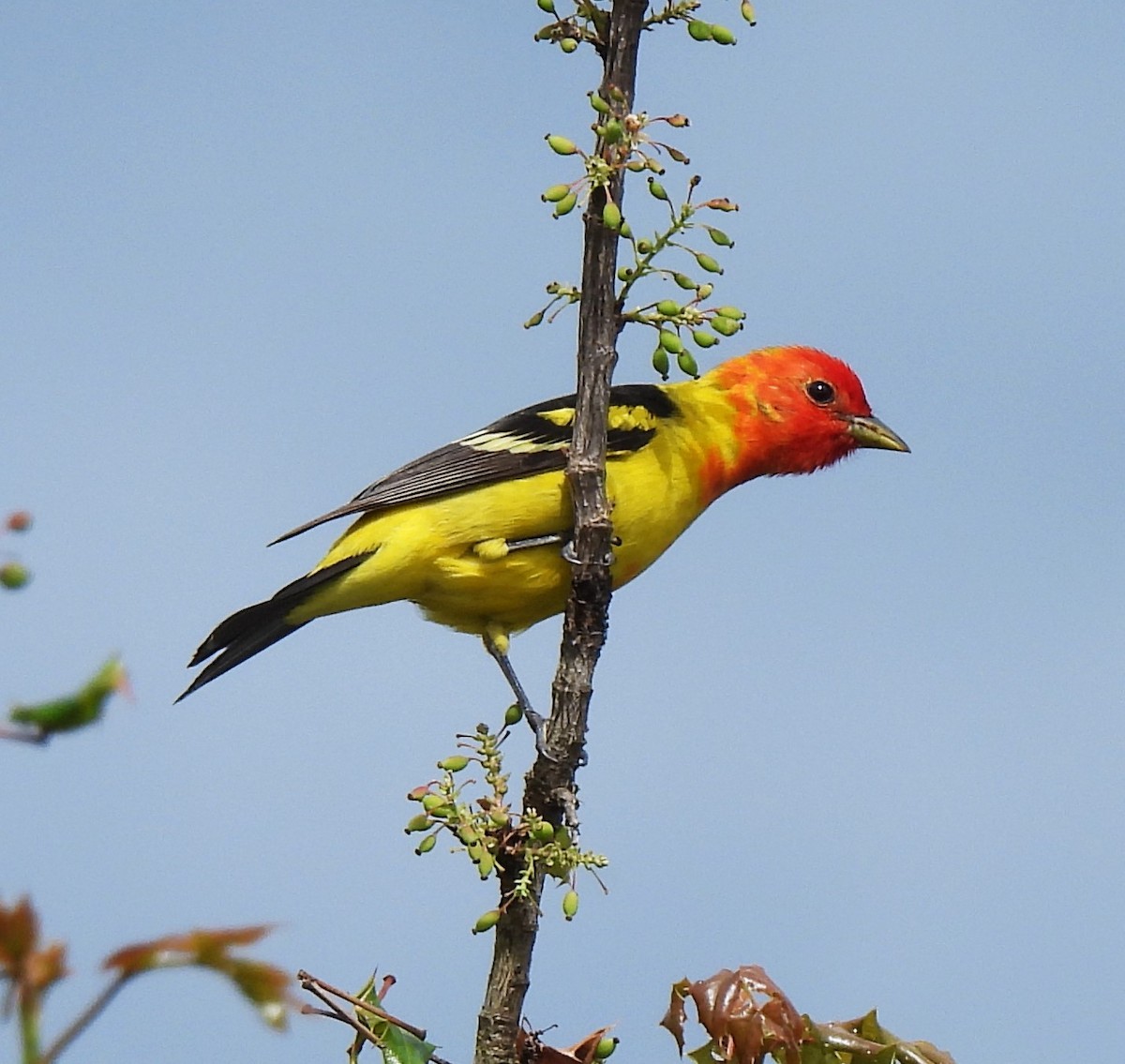 Western Tanager - ML618570835