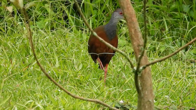 Gray-cowled Wood-Rail - ML618570851