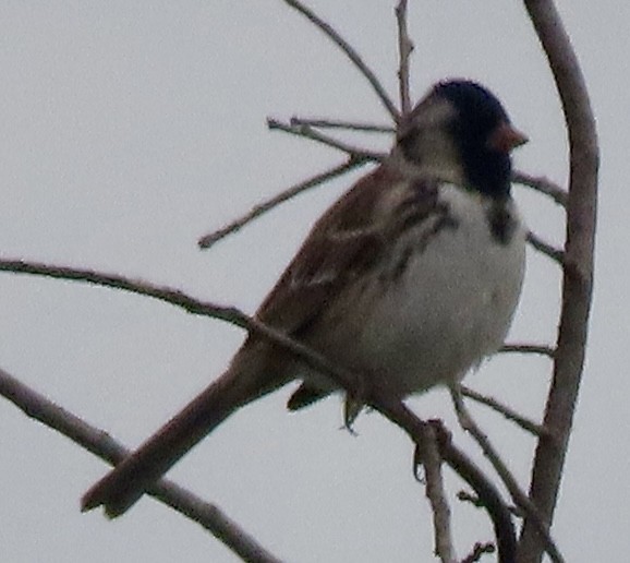 Harris's Sparrow - Vickie Park