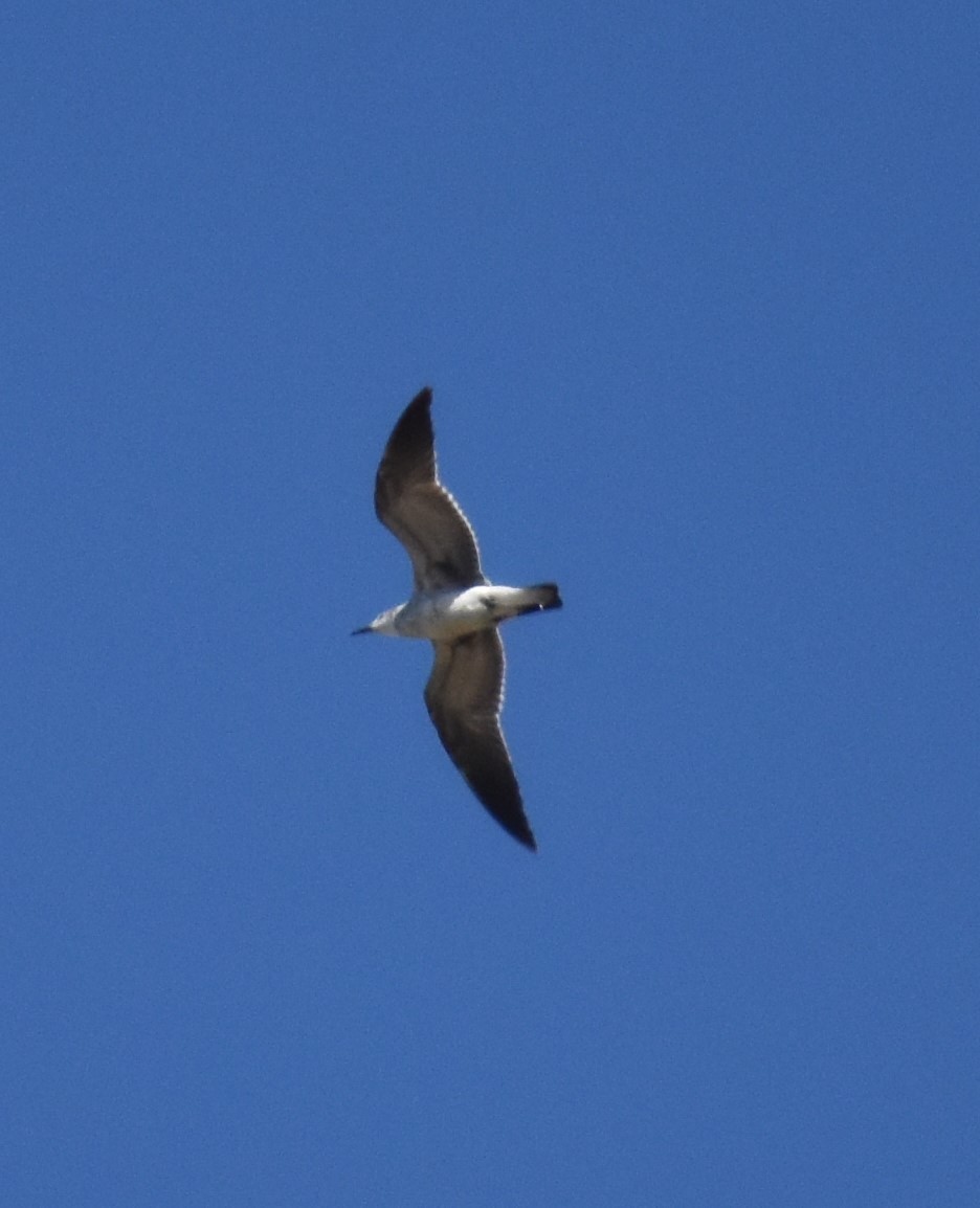 Gaviota Guanaguanare - ML618570874