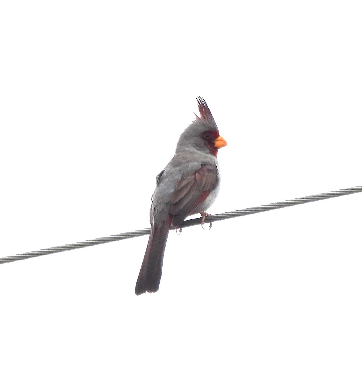 Попугаевый кардинал - ML618570875