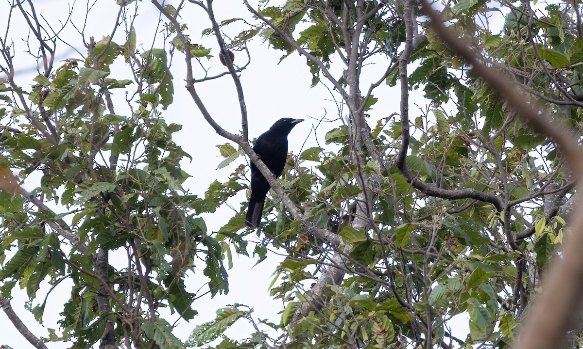 Blackish Cuckooshrike - ML618570881