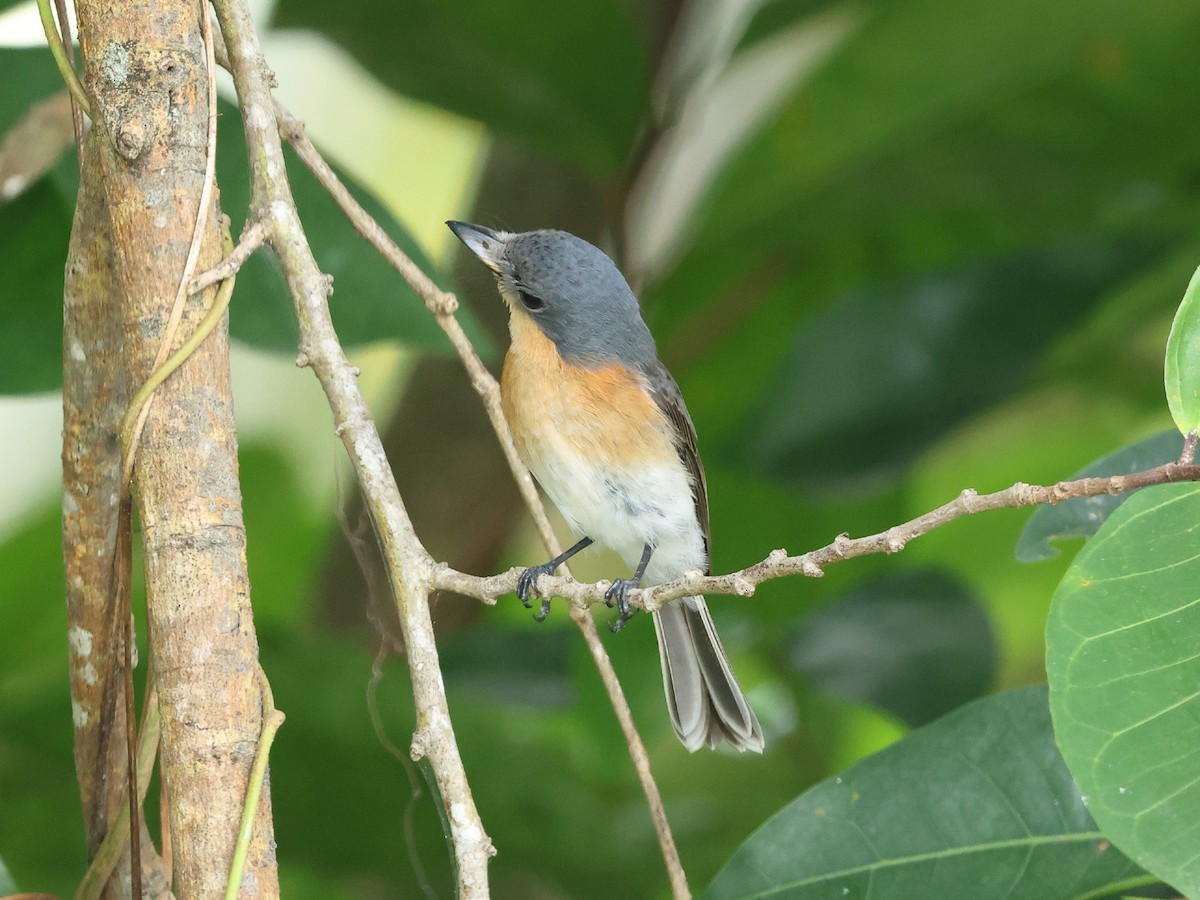 Oceanic Flycatcher - ML618570887