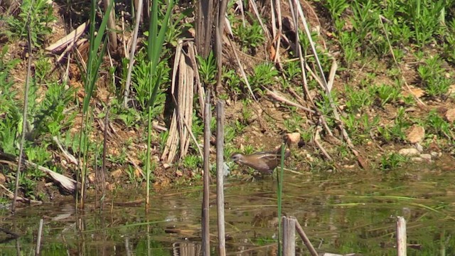 Little Crake - ML618570902