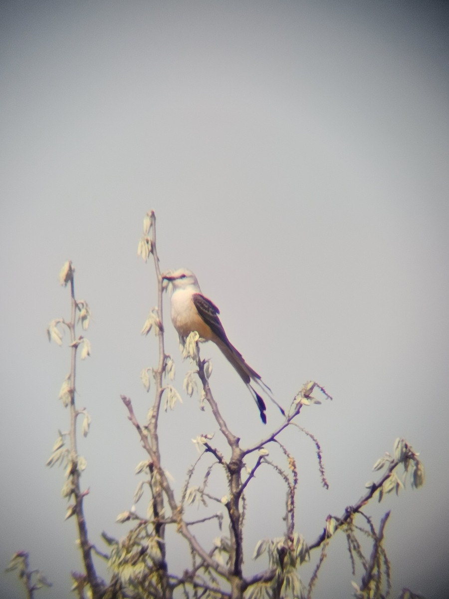 Scissor-tailed Flycatcher - ML618570929