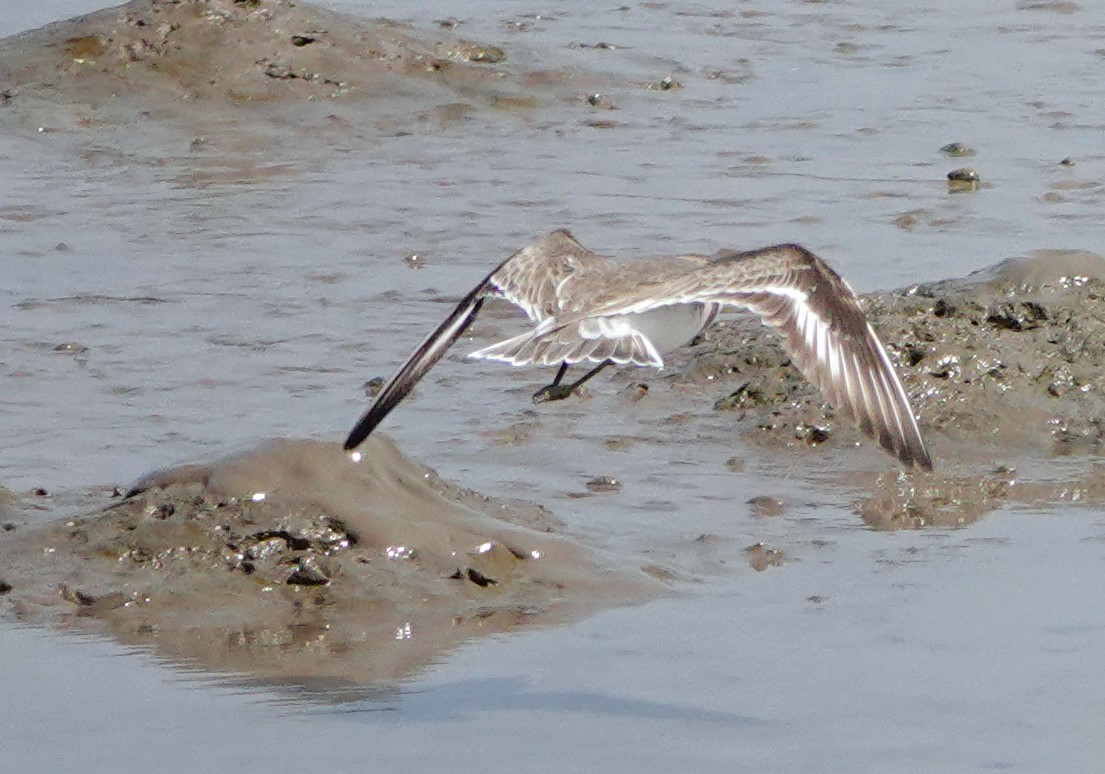 Tibetan Sand-Plover - Peter Burke