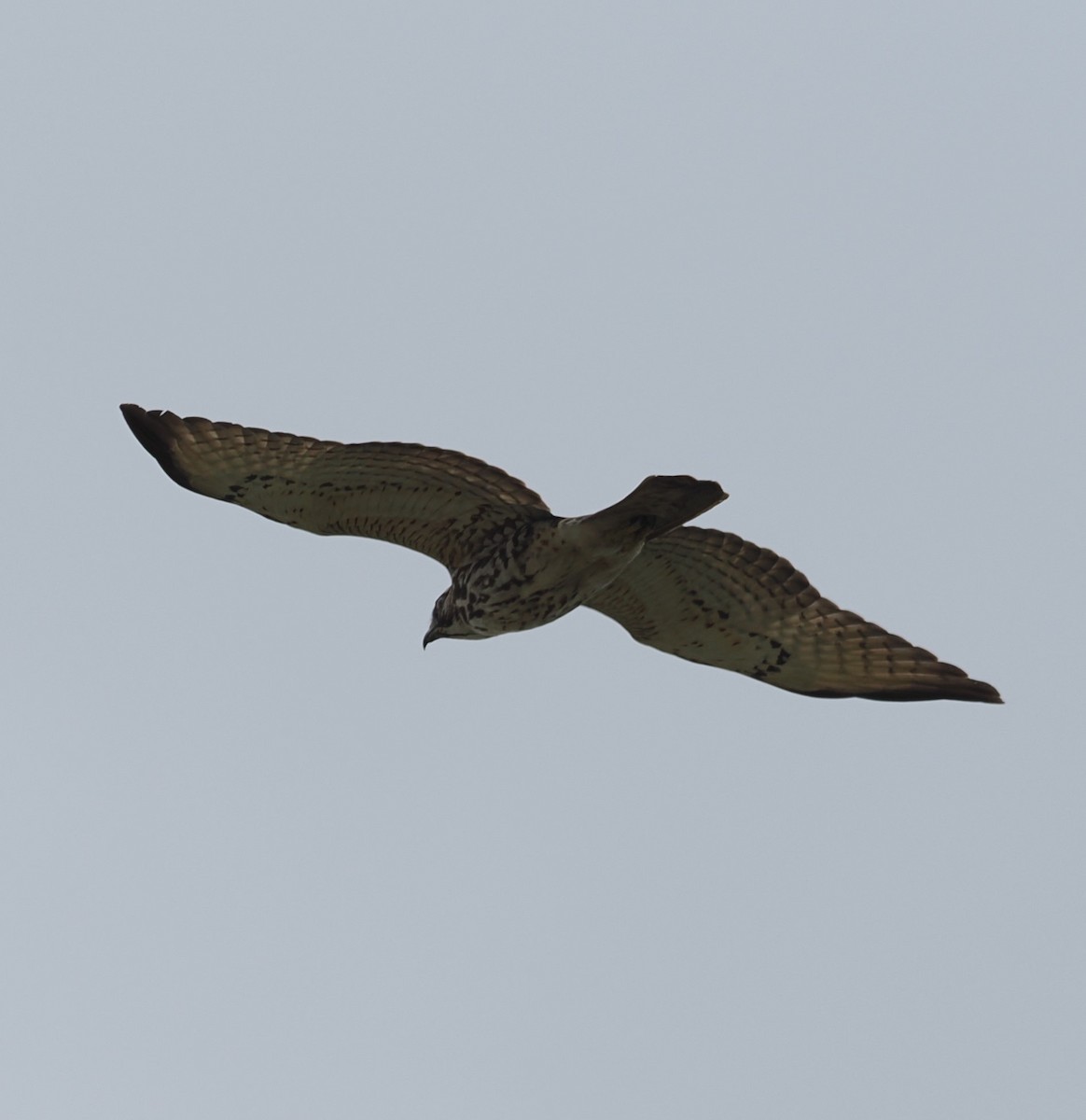 Swainson's Hawk - Mark Stevenson