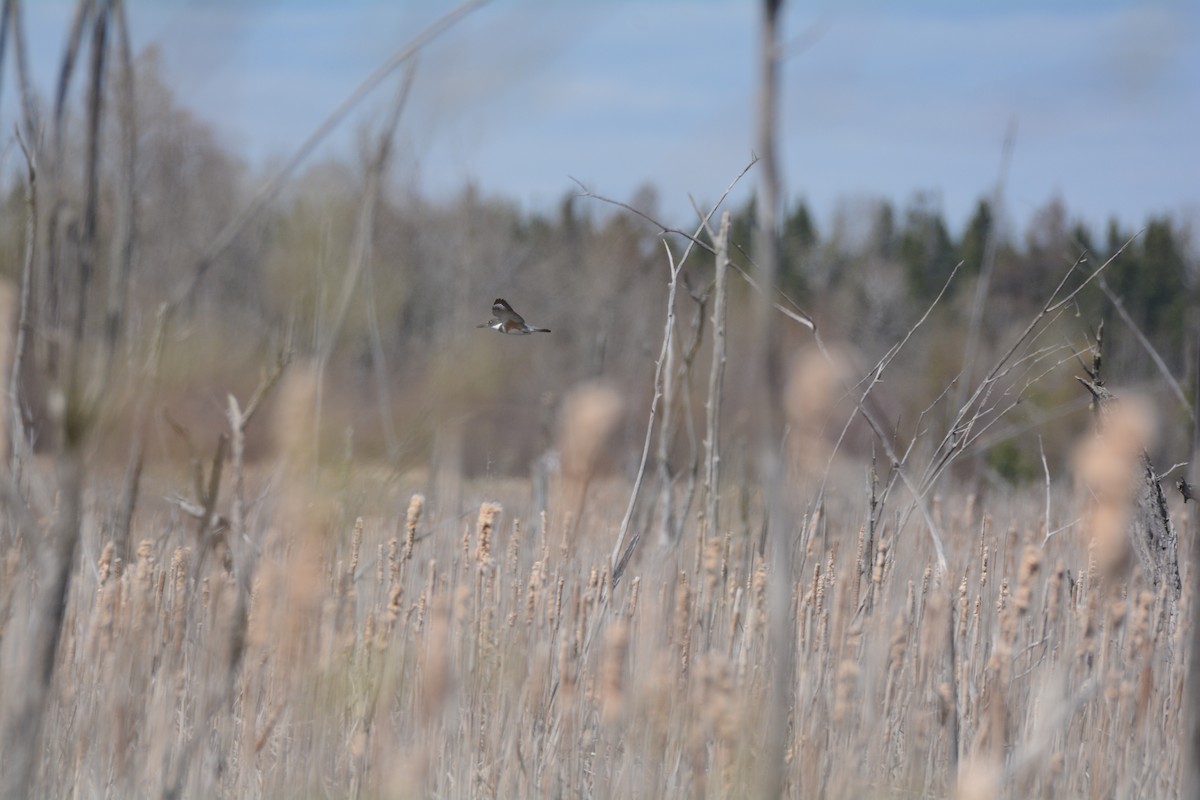 Belted Kingfisher - ML618570993