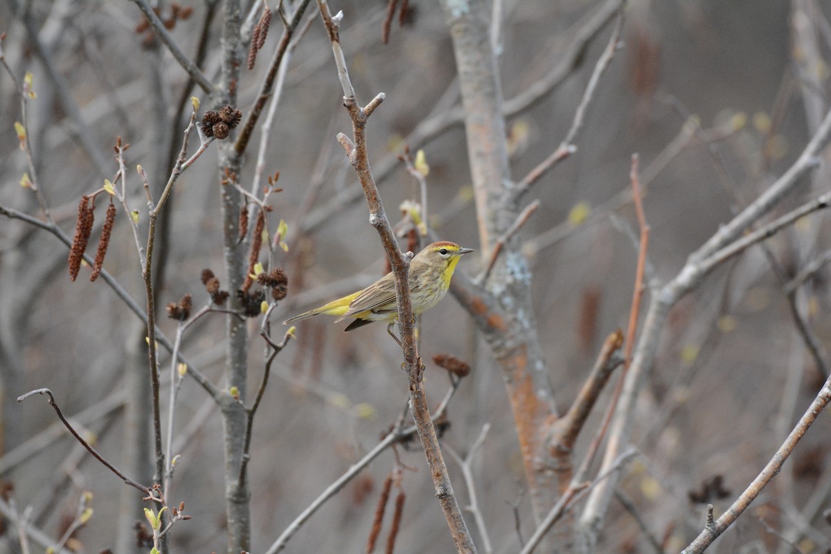 Palm Warbler - ML618571034