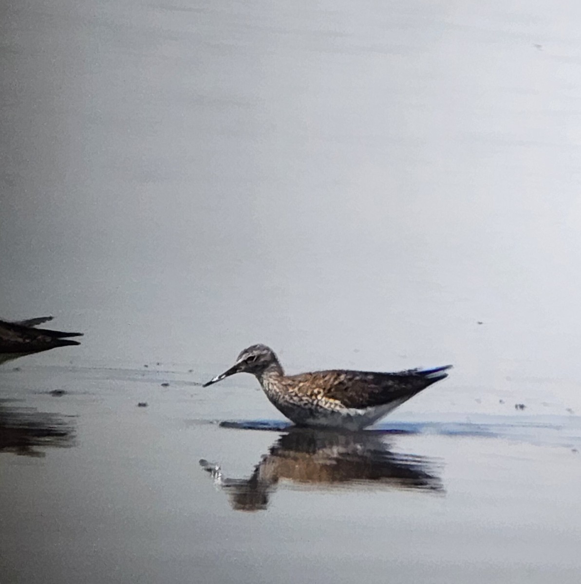 Lesser Yellowlegs - ML618571035