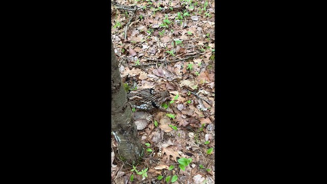 Ruffed Grouse - ML618571055