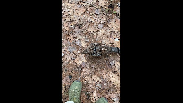 Ruffed Grouse - ML618571056