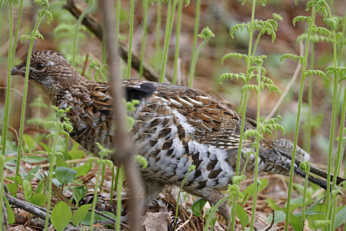 Ruffed Grouse - ML618571065