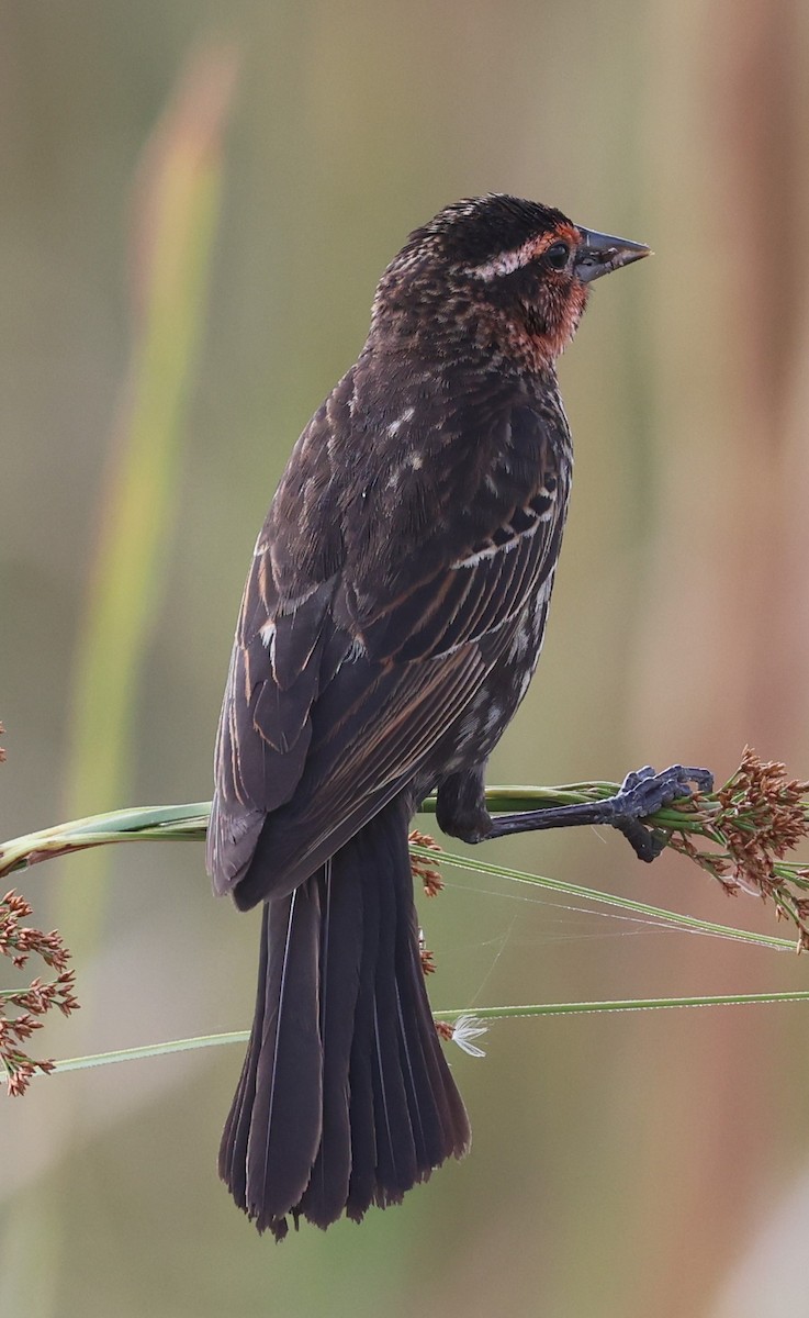 Red-winged Blackbird - ML618571067