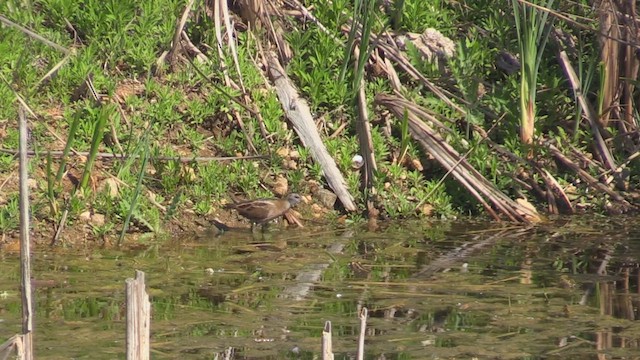 Little Crake - ML618571070