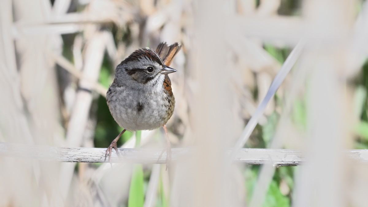 Swamp Sparrow - ML618571085