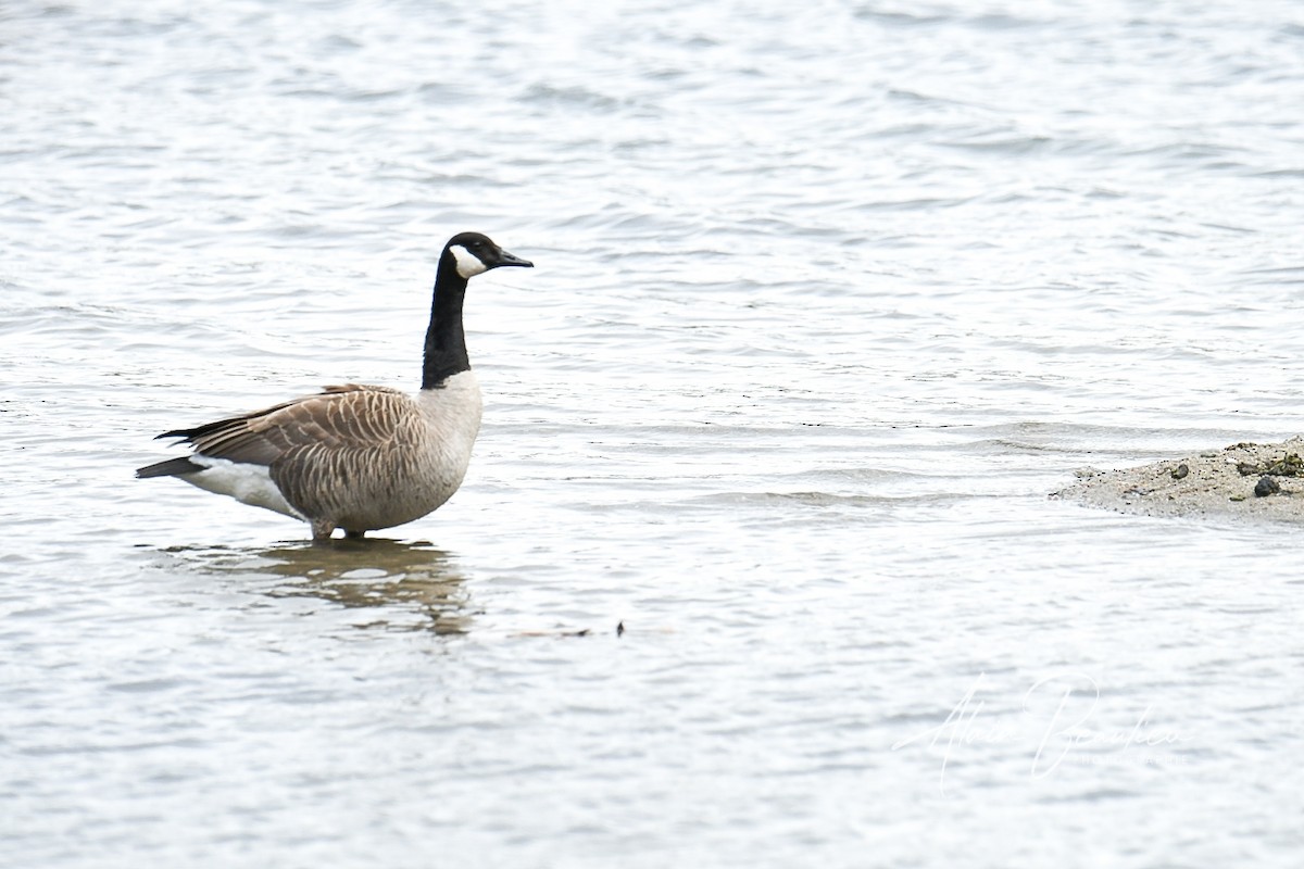 Canada Goose - ML618571100