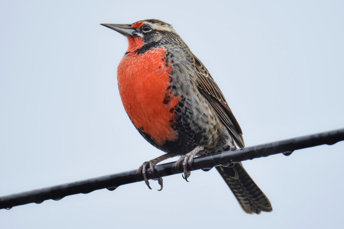 Long-tailed Meadowlark - Tamara Catalán Bermudez