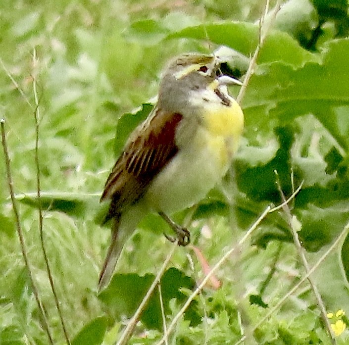 Dickcissel d'Amérique - ML618571139