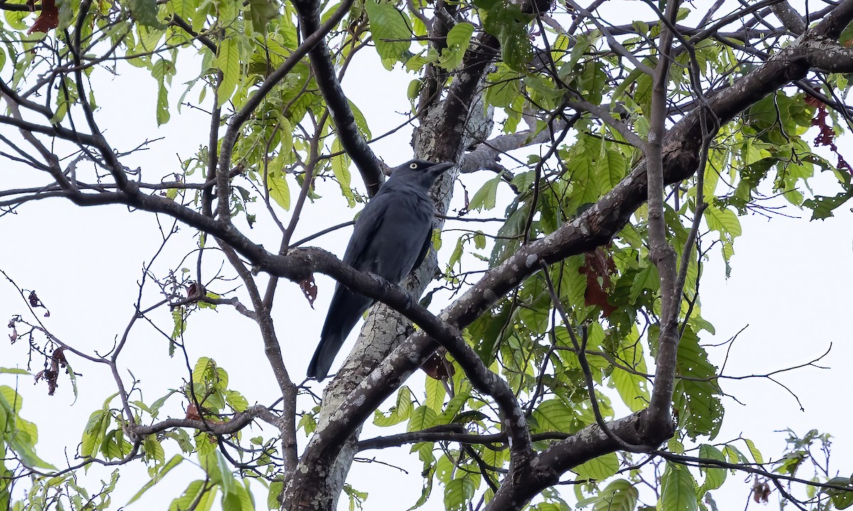 Bar-bellied Cuckooshrike - ML618571167