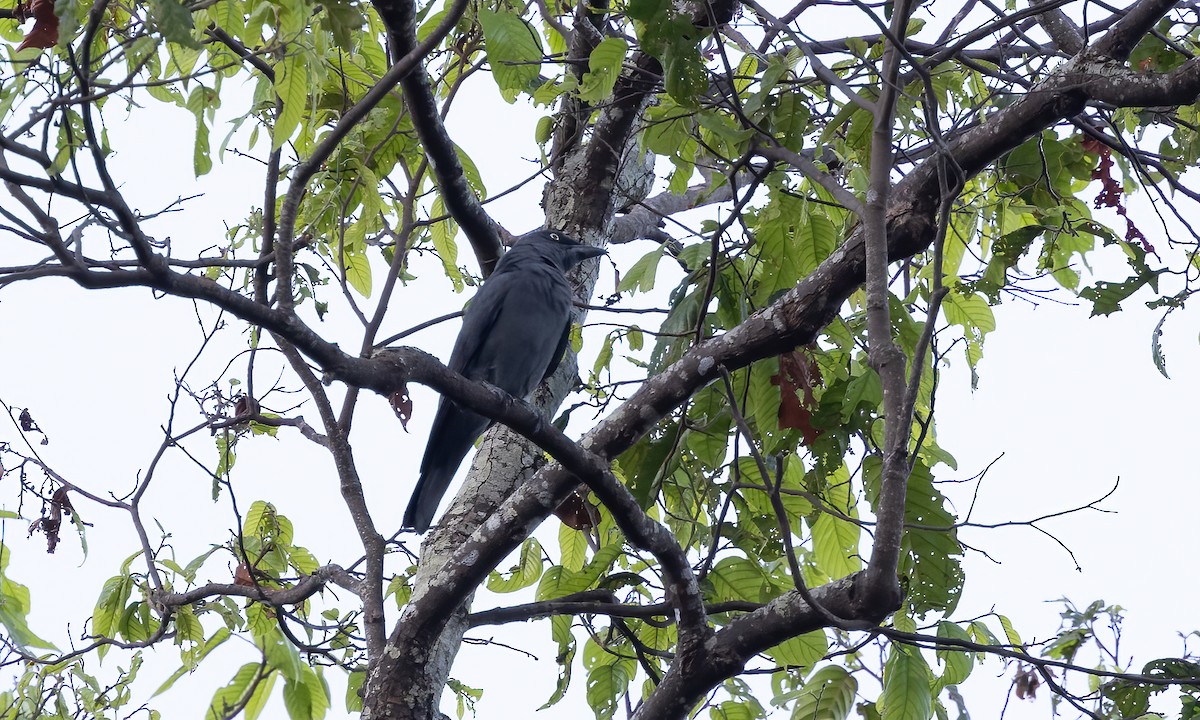 Bar-bellied Cuckooshrike - Paul Fenwick