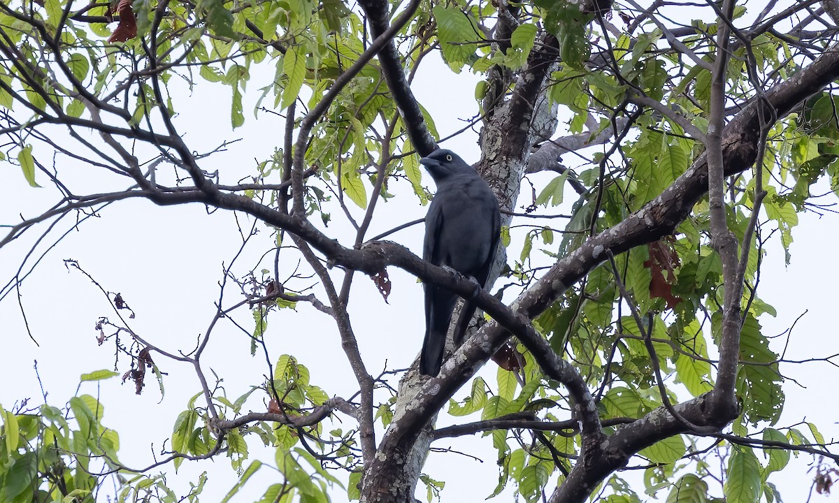 Bar-bellied Cuckooshrike - Paul Fenwick