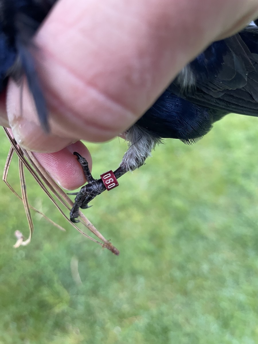 Purple Martin - Mary Keleher