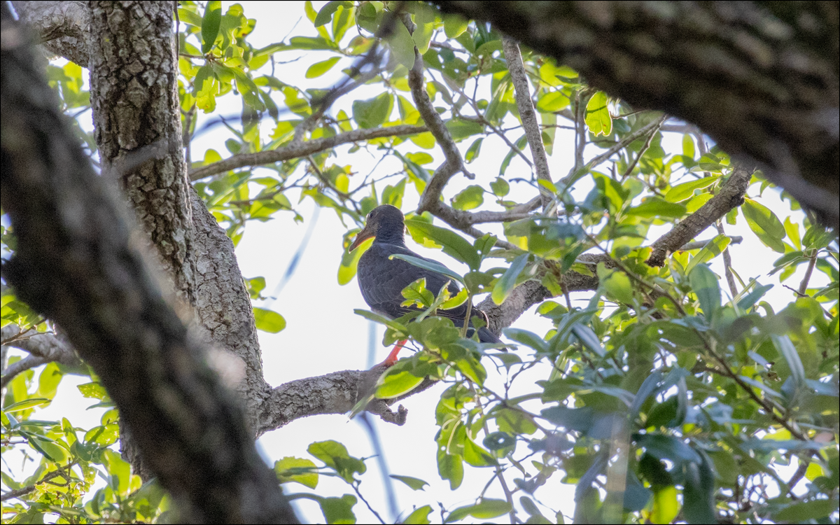 Pigeon à couronne blanche - ML618571218